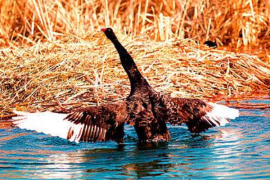 《黑巢：蛇之契约》上架Steam平台 蛇类娘化养成