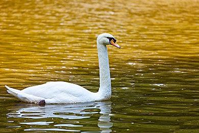 《吸血鬼猎人》steam抢先体验开启 第一人称肉鸽FPS